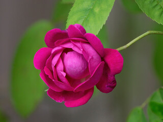 Color stock image of USA, Washington State. Rose