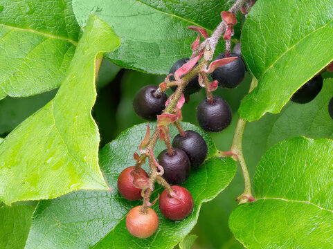 USA, Washington State. Salal berries