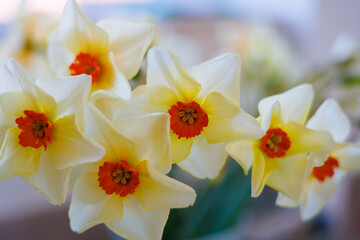 White Daffodils