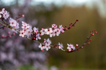 Pink Cherry Blossom Tree