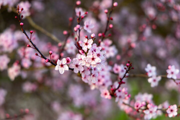 Pink cherry blossom in spring