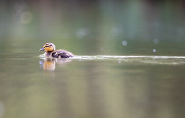 Duckling Baby Mallard Duck Swimming on Water Lake