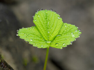 USA, Washington State. Strawberry leaves with raindrops