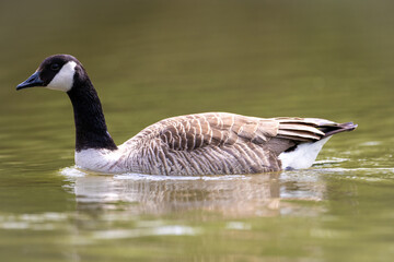 Canada Goose Swimming on Lake Water