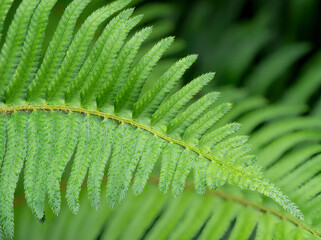 USA, Washington State. Western Sword Fern, with water drops