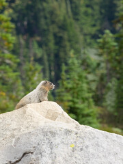Washington State, Mount Rainier National Park. Hoary marmot resting on rocks while alert for danger