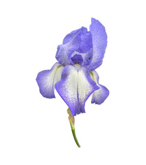 Iris bright violet flower close-up, cutout with clipping path object, floral element of design,...