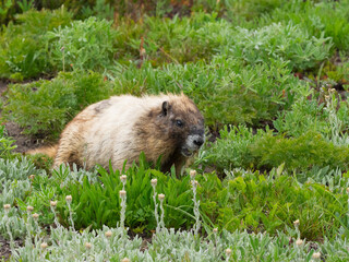 Washington State, Mount Rainier National Park. Hoary marmot eating lupine leaves in alpine meadow