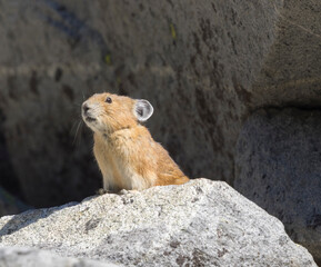 Washington State, Mount Rainier National Park. American pika watching over it's home territory