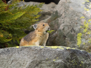 Washington State, Mount Rainier National Park. American pika eating a fern