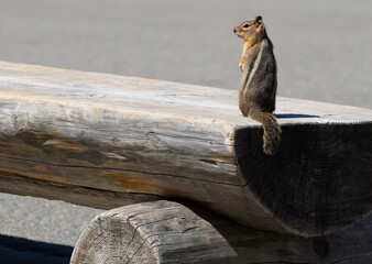 Washington State, Mount Rainier National Park. Golden mantled ground squirrel standing on bench at the Paradise Inn