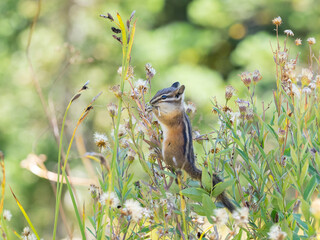 Washington State, Mount Rainier National Park. Townsend's chipmunk eating wildflower seed heads