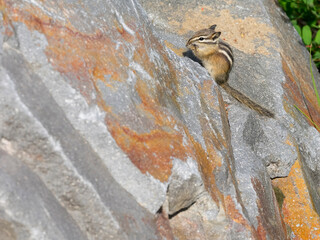 Washington State, Mount Rainier National Park. Townsend's chipmunk sitting on rock eating a seed