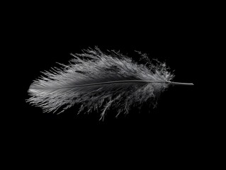 Obraz premium feather on black background International Pillow Fight Day