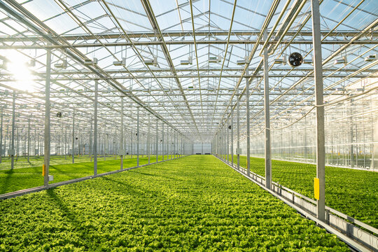 Lettuce in modern greenhouse with automated irrigation, climate control. Precise watering, humidity maintenance for optimal crop health, efficient agriculture technology, sustainable farming