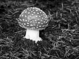 Washington State. Fly agaric mushroom.