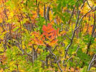 Washington State, Mount Rainier National Park. Autumn colored mountain-ash leaves, close-up