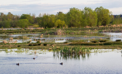 USA, Washington State. Nisqually National Wildlife Refuge, spring on the wetland