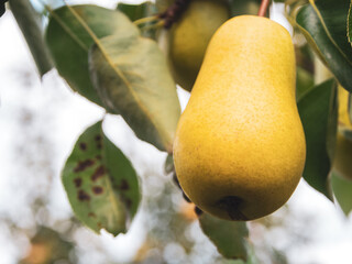 Close-up of ripe pears hanging on a branch. Green leaves and smooth fruit create a natural, fresh...