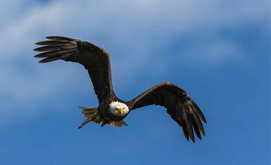 Bald eagle flyby with a meal, Washington State, USA.