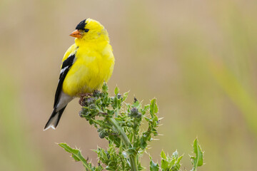 American goldfinch male, pausing atop thistle head, Washington State, USA