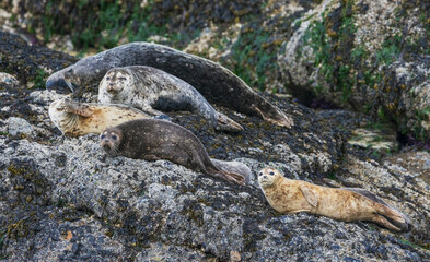 Harbor seals resting at low tide, Washington State, USA