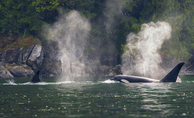 Orca whales surfacing while cruising around the San Juan Islands, Washington State, USA