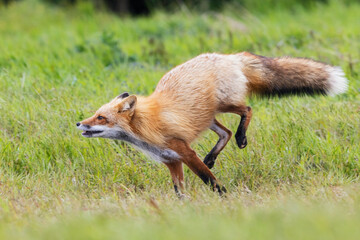 Red fox parent, a playful escape, Washington State, USA
