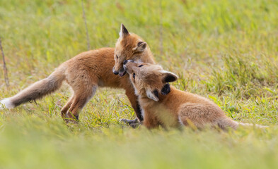 Red fox kits playing, Washington State, USA