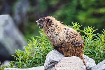 Marmot on Mt. Rainier National Park