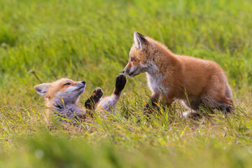 Red fox kits playing, Washington State, USA