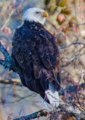 Bald Eagles along Washington States Nooksack River for the Salmon Run