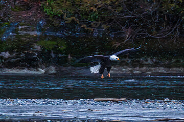 Bald eagle during the Salmon Run along Nooksack River in Washington State.
