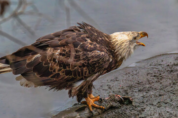 Bald eagle during the Salmon Run along Nooksack River in Washington State.