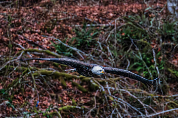Bald eagle during the Salmon Run along Nooksack River in Washington State.