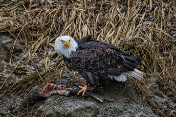 Bald eagle during the Salmon Run along Nooksack River in Washington State.