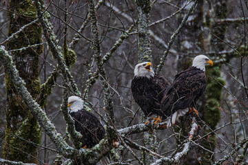 Bald eagle during the Salmon Run along Nooksack River in Washington State.