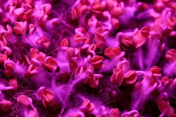 Microgreens under special ultraviolet light that stimulates the growth and development of plants in urban farming.