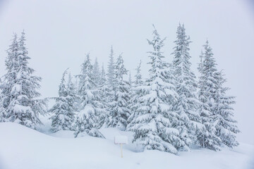 Fototapeta premium Snowstorm around the Paradise area of Mt. Rainier National Park