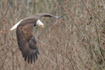 Bald Eagle, Nooksack River in Washington State.