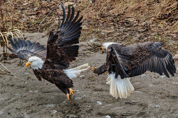 Bald Eagle, Nooksack River in Washington State.