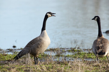 Canada goose honking before taking flight.