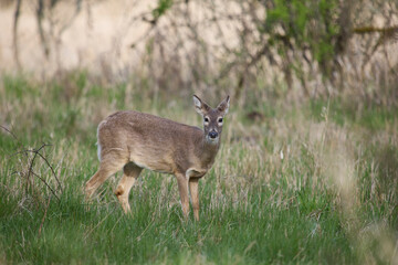 Columbia white-tailed deer does foraging.