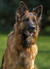 portrait of german shepherd