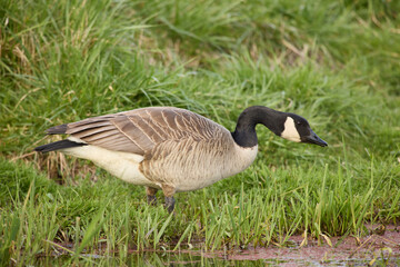 Color stock image of Canada goose