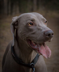 portrait of a dog