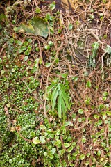 moss plant floor greenery background