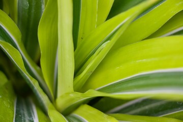 Leaf up close greenery texture background 
