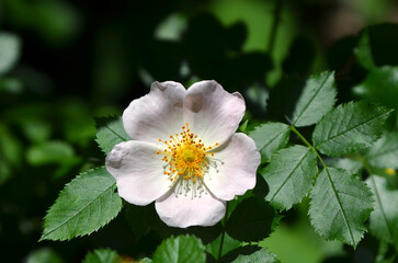 Delicate flowering dog rose plant with leaves. Light pink rosa canina blossom. Closeup photo flower, petals ,stamens, leaf. Free copy space.