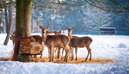 Fototapeta premium Wild Deer Grazing at Winter Feeding Station Captivating Moment of Natures Grace in Snowy Germany
